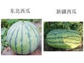 1.3 截一个几何体  课件  2024-2025学年北师大版数学七年级上册