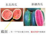 1.3 截一个几何体  课件  2024-2025学年北师大版数学七年级上册