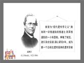 滬科版數(shù)學九年級下冊26.4《概率在遺傳學中的應用》課件+教案
