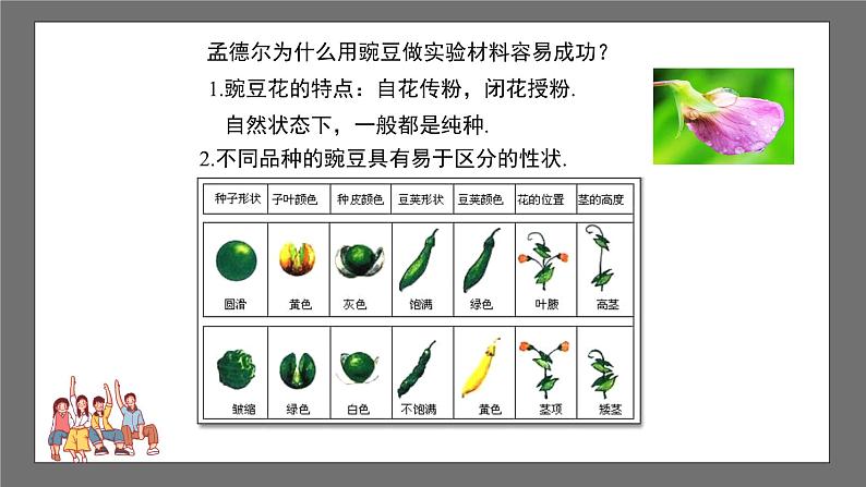 沪科版数学九年级下册26.4《概率在遗传学中的应用》课件+教案06