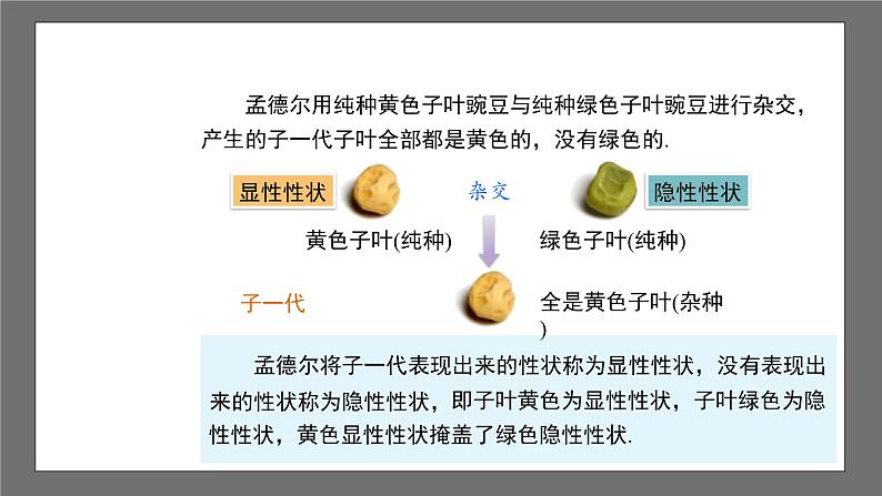 沪科版数学九年级下册26.4《概率在遗传学中的应用》课件+教案07