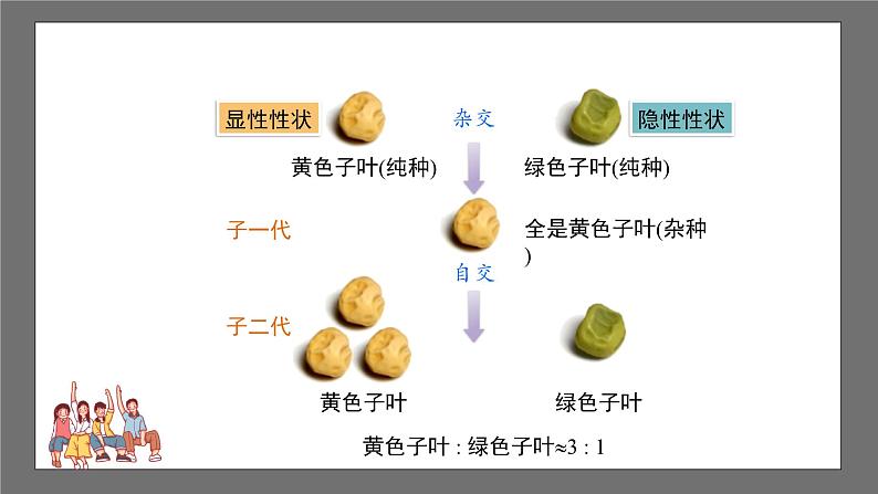 沪科版数学九年级下册26.4《概率在遗传学中的应用》课件+教案08