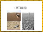 鲁教版数学六年级下册8.1《数据的收集》  课件