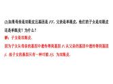2024海南中考数学二轮重点专题研究 微专题 跨学科试题（课件）