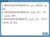 2024-2025学年度北师版七上数学1.2从立体图形到平面图形（第二课时）【课件】