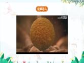 北师【2024版】七上数学 第2单元2.4.1 有理数的乘方 PPT课件