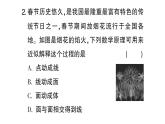 初中數(shù)學(xué)新北師大版七年級(jí)上冊(cè)第一章 豐富的圖形世界考點(diǎn)整合與提升作業(yè)課件2024秋