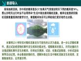 北師版初中數(shù)學七年級下冊  3.1感受可能性（同步課件）