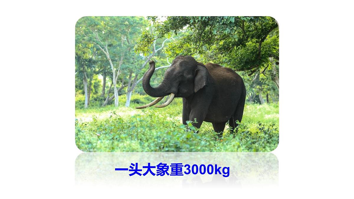 2025年沪科版七年级数学上册1.7 近似数（课件）第3页