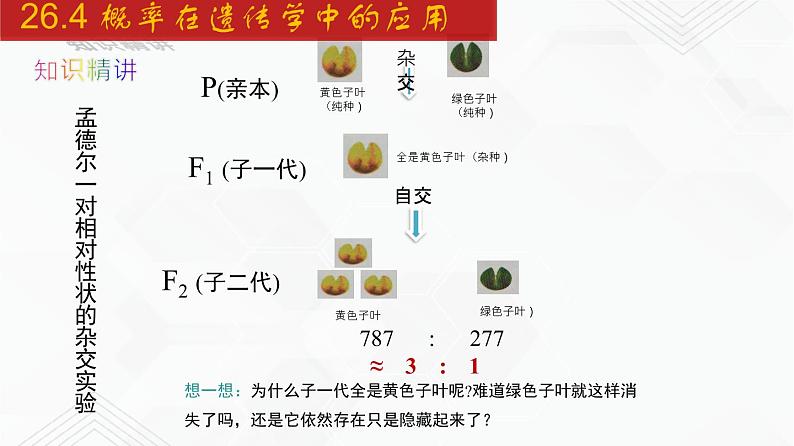 2020-2021学年九年级数学下册同步备课沪科版 26.4 概率在遗传学中的应用（课件）第8页