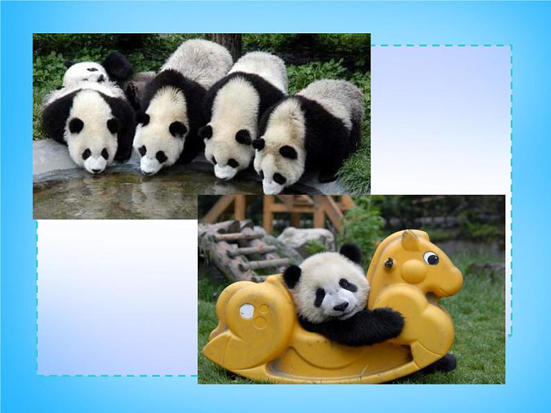 外研版八年级英语上册 Module 6 Unit 2 The WWF is working hard to save them all课件 (1)03
