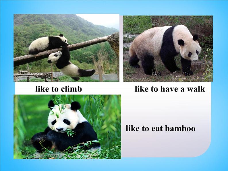 外研版八年级英语上册 Module 6 Unit 2 The WWF is working hard to save them all课件 (1)07