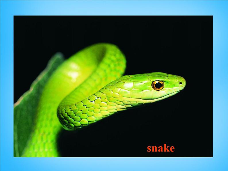 外研版八年级英语上册 Module 6 Unit 1 It allows people to get closer to them课件 (1)第8页