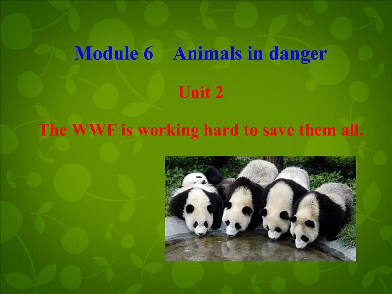 外研版八年级英语上册 Module 6 Unit 2 The WWF is working hard to save them all课件 (2)第2页