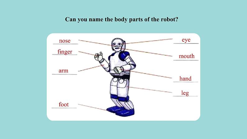 Unit 2 Lesson 13 Body Parts 课文讲解课件 冀教版英语七年级上册03