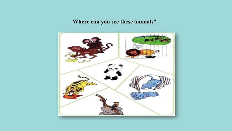 Unit 6 Lesson 33 Let's Go to the Zoo!课文讲解课件 冀教版英语七年级上册04