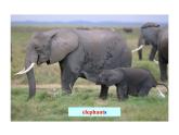七年級英語上冊 Unit 6 Let’s Go！Lesson 33 Let’s Go to the Zoo！課件 （新版）冀教版