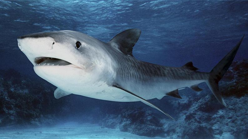 Unit13 SectionA(3a-3b)课件PPT+音视频素材05