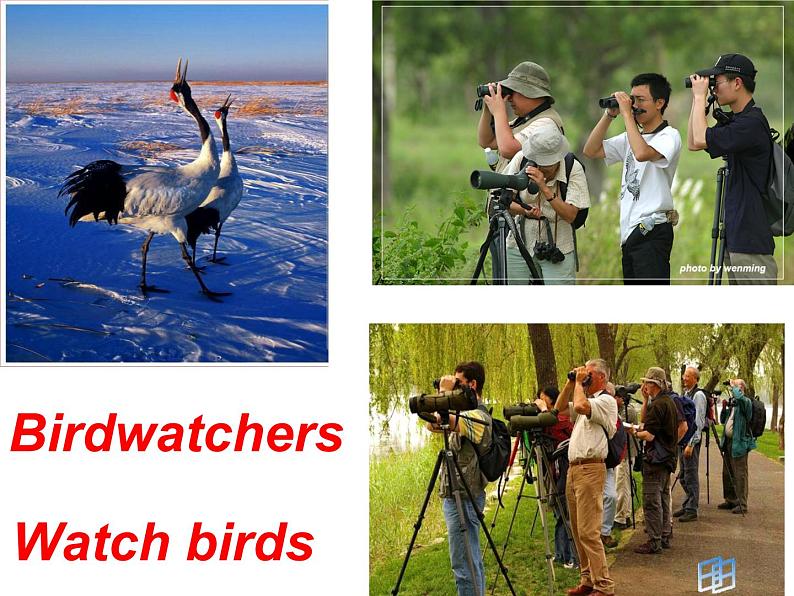 8A Unit6 Birdwatching Main Task教案第2页