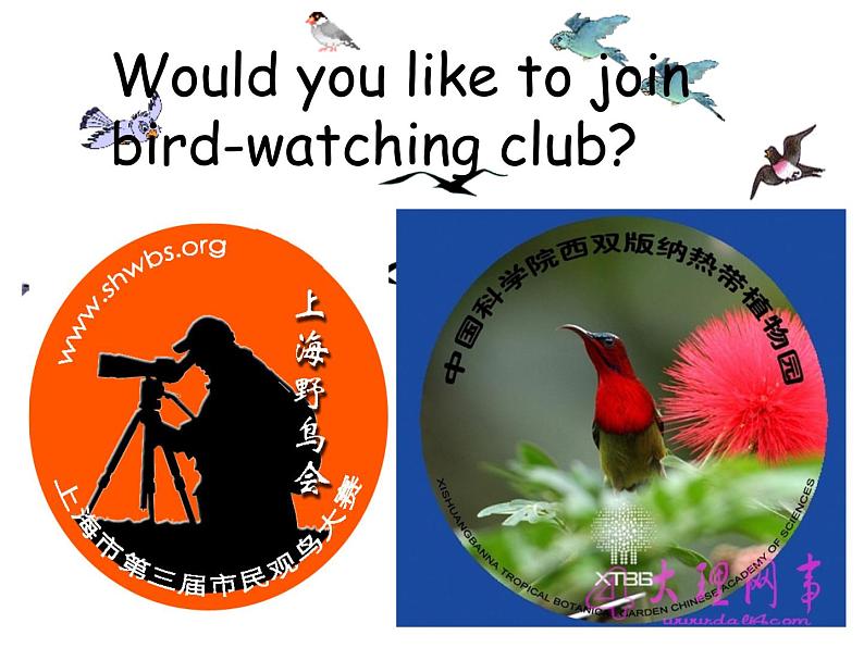 牛津译林版英语 八上8A Unit6 Birdwatching Main Task课件+教案04