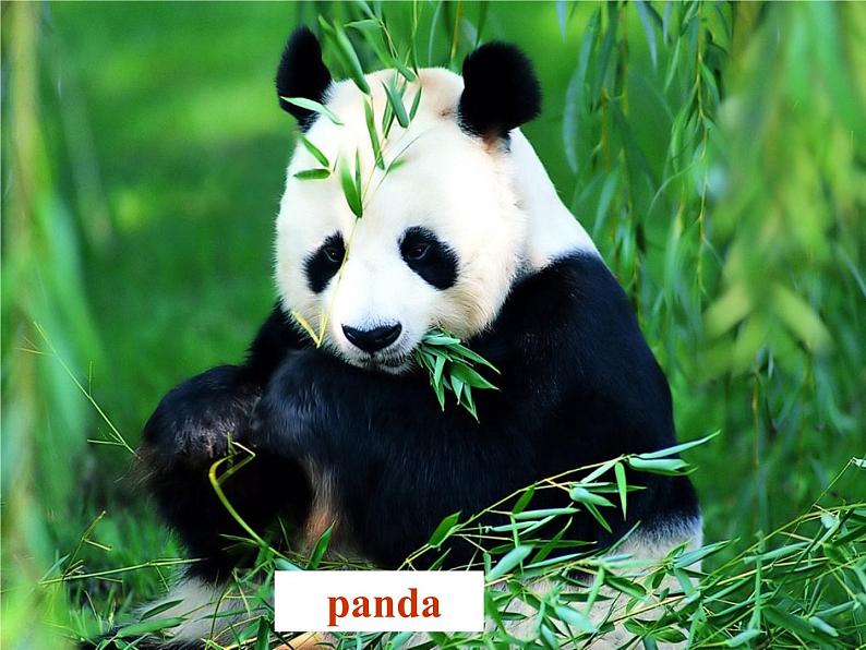 【浙江省】 2 Unit 5 Why do you like pandas Section A 1课件08