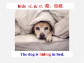 牛津译林初中英语七下Unit 8 Pets》Reading I课件