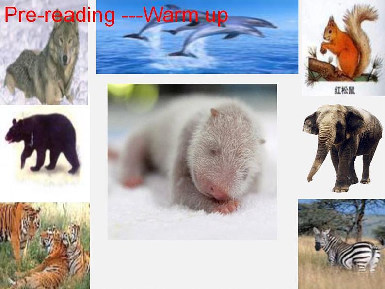 江苏省兴化市昭阳湖初级中学八年级英语上册《Unit 5 Wild animals Reading 1》课件第3页