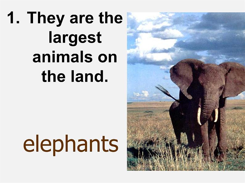 江苏省兴化市昭阳湖初级中学八年级英语上册 Unit 5 Wild animals reading 1课件02