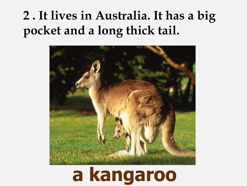 江苏省兴化市昭阳湖初级中学八年级英语上册 Unit 5 Wild animals reading 1课件03