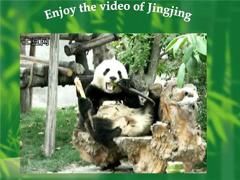 江苏省兴化市昭阳湖初级中学八年级英语上册 Unit 5 Wild animals reading 1课件05