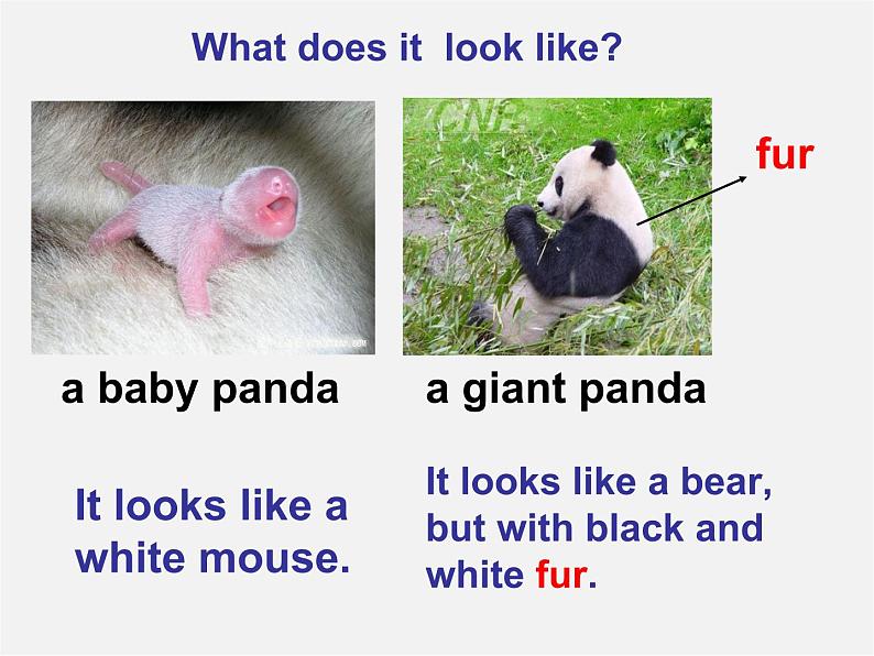 江苏省兴化市昭阳湖初级中学八年级英语上册 Unit 5 Wild animals reading 1课件06