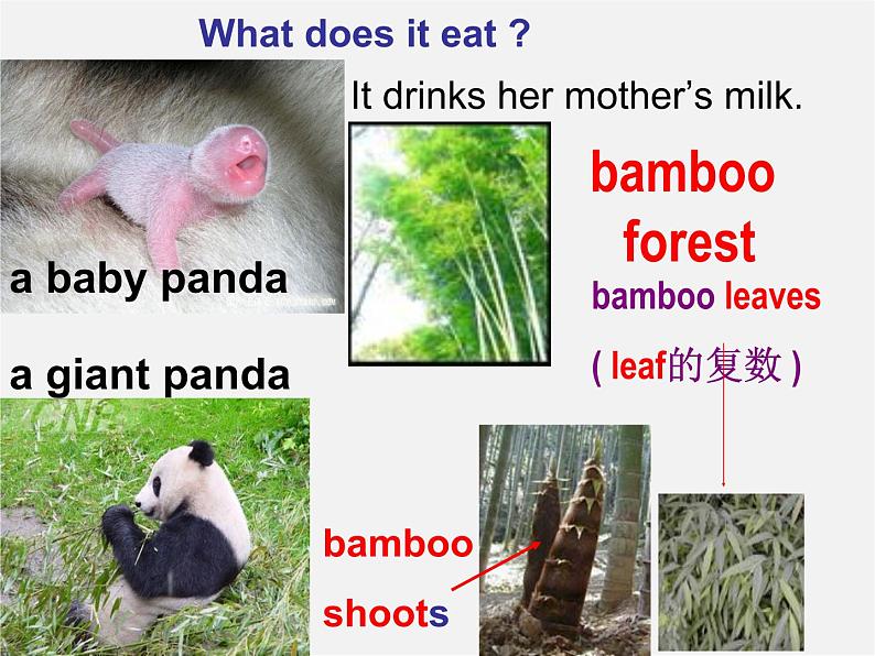 江苏省兴化市昭阳湖初级中学八年级英语上册 Unit 5 Wild animals reading 1课件07