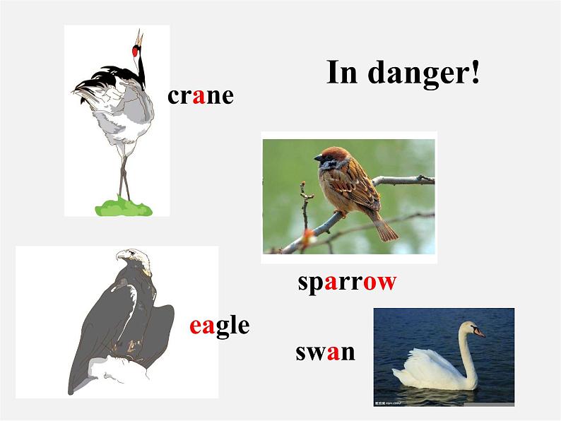 江苏省句容市后白中学八年级英语上册 Unit 6 Bird watching Reading 1课件02