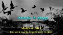 外研版 (新标准)八年级上册Module 6  Animals in danger.Unit 1 It allows people to get closer to them .课文ppt课件