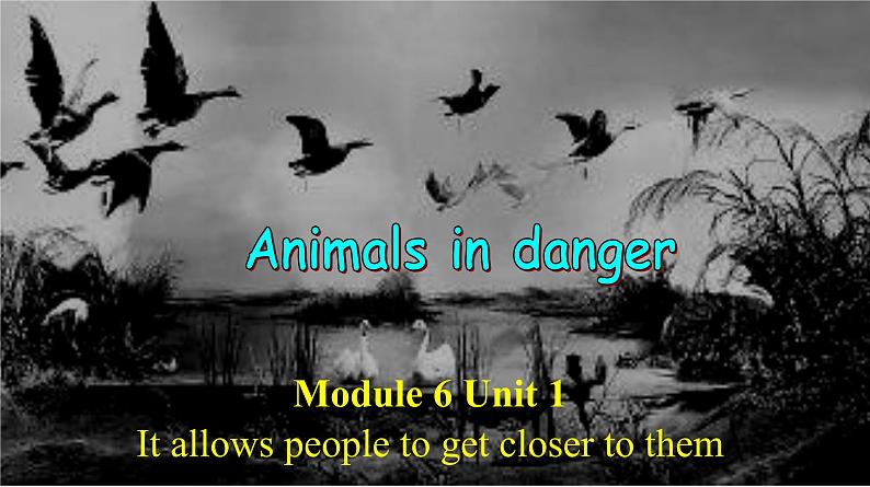 外研版八上 Module 6 Animals in danger Unit 1 （共52张ppt） 音视频01