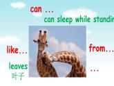 Unit 5 Why do you like pandas Section B(2a-2c)  -2021-2022学年七年级英语下册 人教版 课件（共39张PPT）