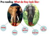 Unit 5 Why do you like pandas SectionB 2a-2c -2021-2022学年七年级英语下册 人教版 课件（共20张PPT）
