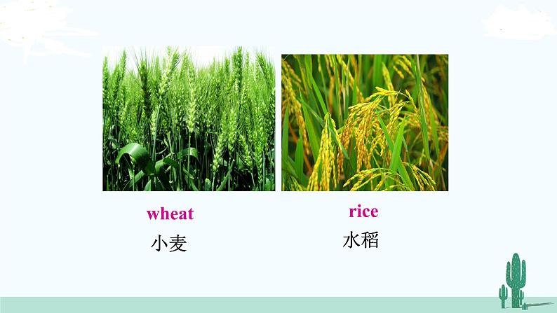 冀教英语八年级下册 Unit 2  Lesson 11 PPT课件+教案08
