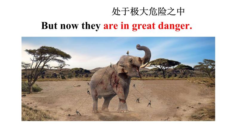 人教新目标七年级英语下册课件--unit 5 why do you like pandas