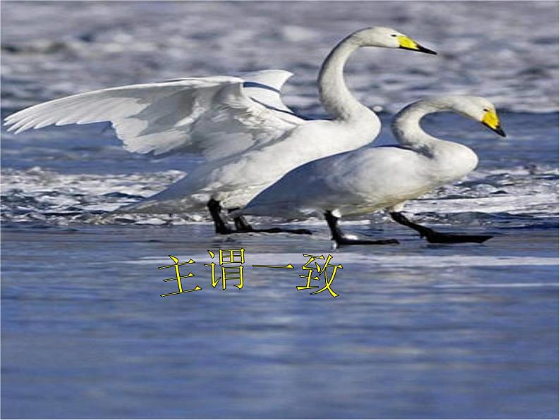 中考语法课件--主谓一致第1页