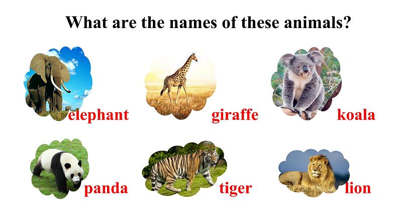 Unit5 Why do you like pandas.SectionB(1a-1e)课件第4页