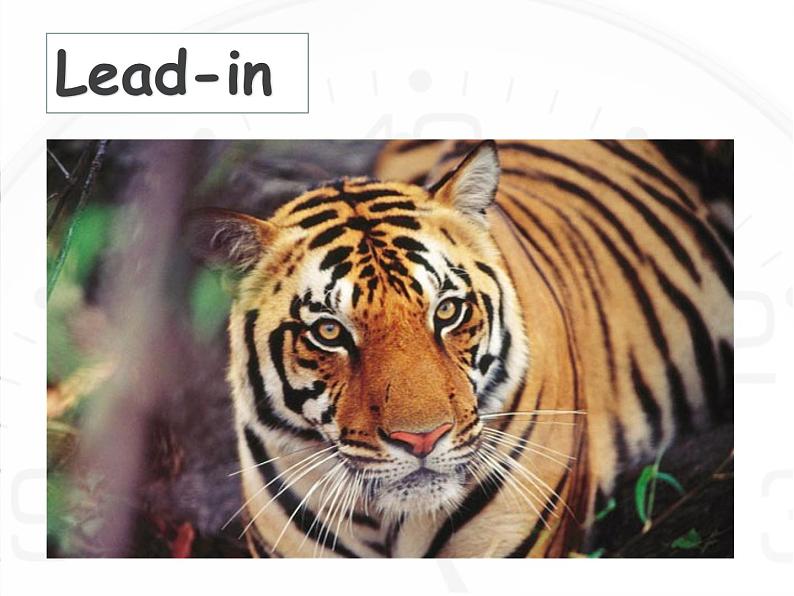 冀教版（三起）英语八年级下册 Lesson 17 Save the Tigers(2)（课件）01