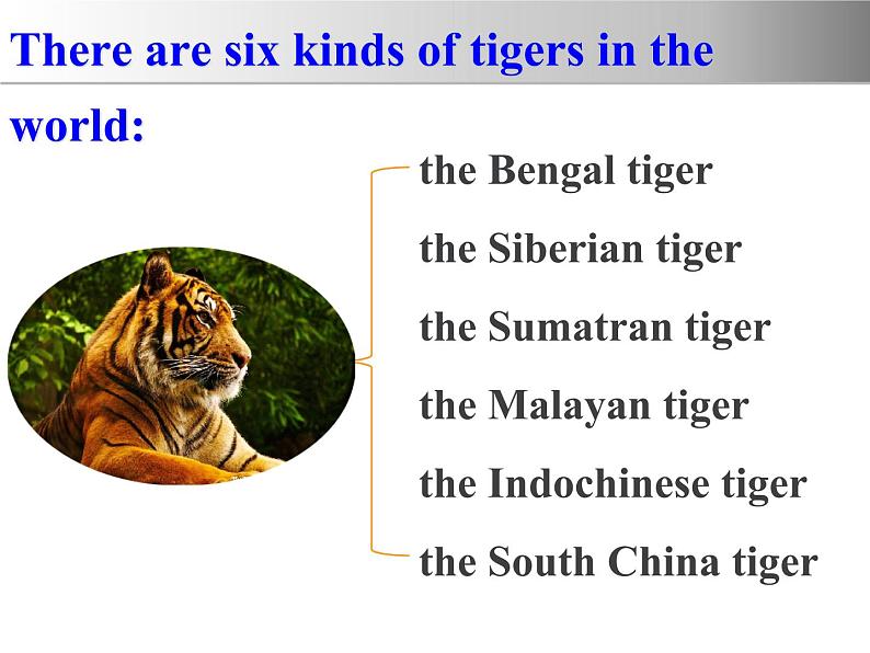 冀教版（三起）英语八年级下册 Lesson 17 Save the Tigers(2)（课件）03