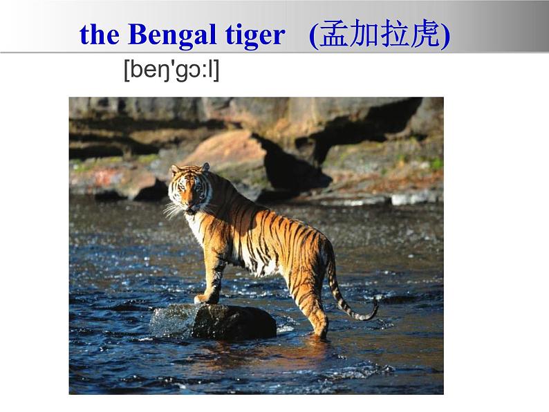 冀教版（三起）英语八年级下册 Lesson 17 Save the Tigers(2)（课件）04