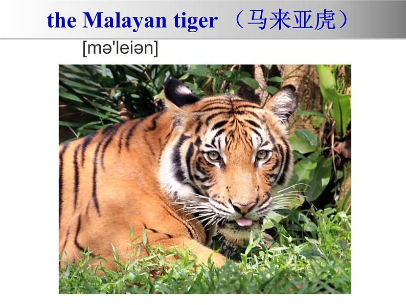 冀教版（三起）英语八年级下册 Lesson 17 Save the Tigers(2)（课件）05