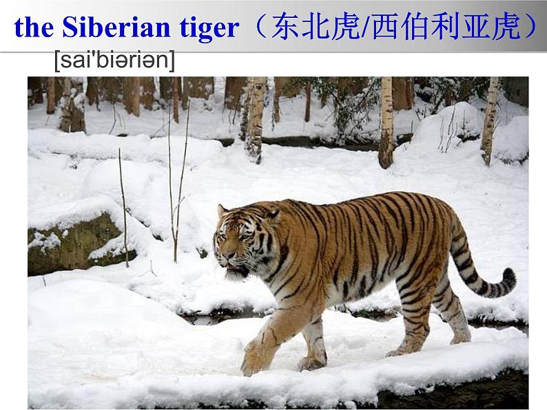 冀教版（三起）英语八年级下册 Lesson 17 Save the Tigers(2)（课件）06