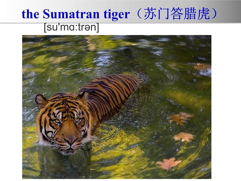 冀教版（三起）英语八年级下册 Lesson 17 Save the Tigers(2)（课件）07