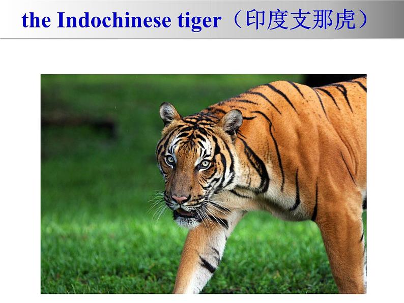 冀教版（三起）英语八年级下册 Lesson 17 Save the Tigers(2)（课件）08