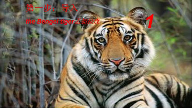 冀教版（三起）英语八年级下册 Save the Tigers(1)（课件）第2页