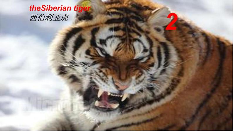 冀教版（三起）英语八年级下册 Save the Tigers(1)（课件）第3页